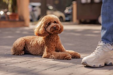 İtaatkar tüylü kaniş şehir asfaltlarında sakince yatıyor. Açık hava yürüyüşü ya da antrenman sırasında sahibine bakıyor..