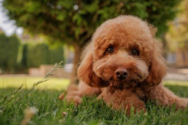 Parktaki yeşil çimlerin üzerinde uzanan sevimli kırmızı oyuncak kaniş, büyük yuvarlak gözlerle kameraya merakla bakıyor..