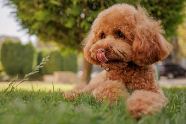 Sevimli oyuncak kaniş çimenlerin üzerinde uzanıyor burnunu yalıyor, neşeli evcil hayvan güneşli parkta eğleniyor..