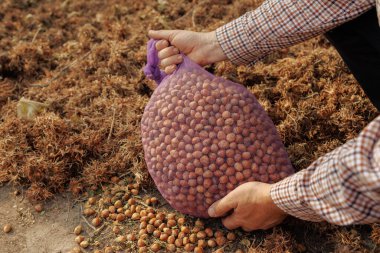 Sonbahar boyunca taze toplanmış fındıkla dolu bir ağ torbası tutan çiftçi organik fındık tarımı ve kırsal tarım gösteriyor..