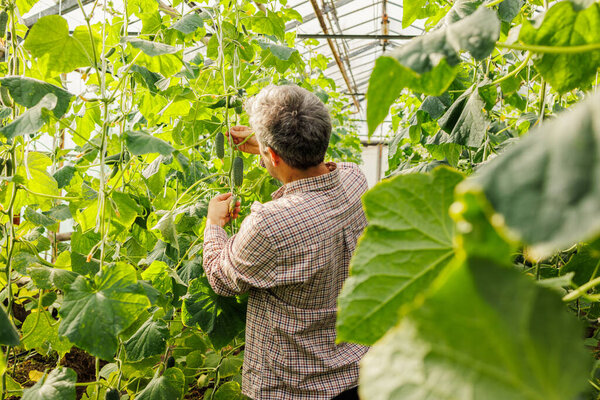 Farmer harvesting fresh organic cucumbers in a greenhouse, showing sustainable agriculture and eco-friendly farming methods.