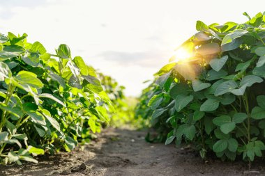 Bereketli topraklarda gündoğumunda sıra sıra yetişen yemyeşil soya bitkileri organik tarımı ve sürdürülebilir tarımı temsil ediyor..