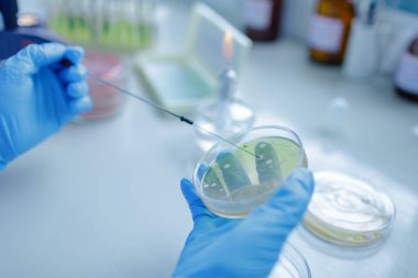 Eldivenli bilim adamı mikrobiyoloji araştırması ve laboratuvar teşhisi için bakteri kültürü aşılıyor.