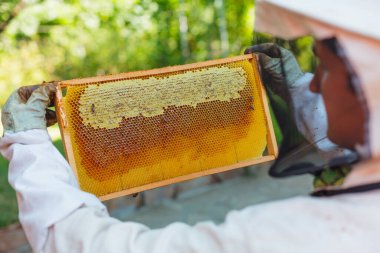 Arıcı, güneşli kırsal bir arıda toplanırken bal dolu bal peteği çerçevesini inceliyor.