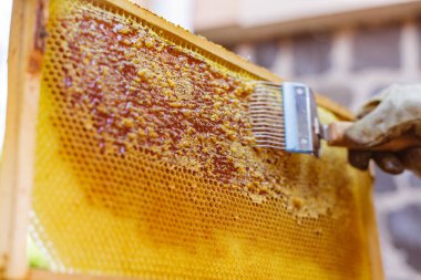 Arı yetiştiricisi, bal peteğinin kırsal kesiminde bal çıkarmadan önce ahşap çerçevedeki bal peteği hücrelerinden balmumu kazımak için çatal kullanır.