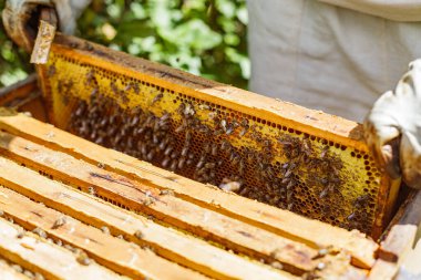 Arıcı, kırsal alanda arı kovanı yönetimi sırasında yoğun arı kolonisi ile aktif bal peteği çerçevesini inceler.