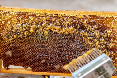 Arı yetiştiricisinin kapağı açılmış çatalla arı kovanındaki bal peteği çerçevesinden taze çiğ bal çıkarmasını sağla.