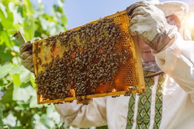 Geleneksel kıyafet denetimi yapan arıcı hasat sırasında bal peteği çerçevesini açık kırsal arılarla kaplamış.