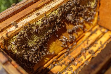 Arılar yaz hasadı sırasında kovan içinde bal peteği kümelenerek kuluçka hücrelerini, balmumu dokusunu ve koloni yaşamını detaylı olarak gösterir.