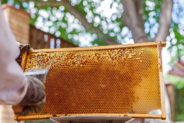 Arıcı, yaz hasadı sırasında bal peteği çerçevesinden balmumu kapaklarını açık çatalla söker.