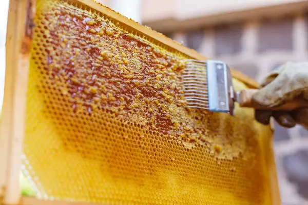 Arı yetiştiricisi, bal peteğinin kırsal kesiminde bal çıkarmadan önce ahşap çerçevedeki bal peteği hücrelerinden balmumu kazımak için çatal kullanır.