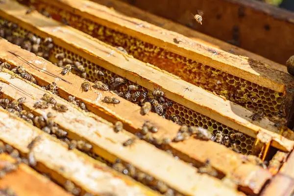 Kırsal alanda etkin hasat sırasında bal peteği ve balmumu ile ahşap kovan çerçevelerinde hareket eden arıların makro görüntüsü