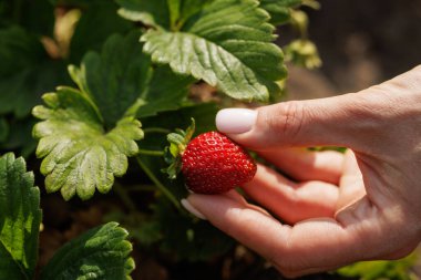 Bahçeden taze olgun organik çilek toplarken doğal hasat ve sağlıklı beslenme tarzı konsepti.