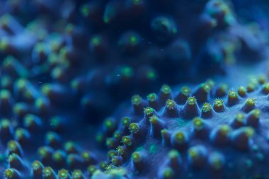 Montipora SPS mercan poliplerinin deniz biyolojik çeşitliliğini ve canlı resif ekosistemini gösteren makro görüntüsü