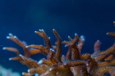 Seriatopora SPS taşlı mercanın canlı bir deniz resifi akvaryumundaki polip ve dalları gösteren Macro fotoğrafı.