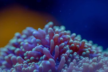 Euphyllia çekiç mercanının makro görüntüsü deniz akvaryumundaki eşsiz LPS poliplerini ve canlı resif yaşamını su altında gösteriyor.