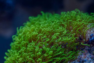 Yeşil yıldız poliplerinin canlı makro görüntüsü. Detaylı polipleri ve tropikal resif akvaryumundaki deniz yaşamını gösteren yumuşak mercanlar.