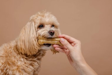 Sahibi, sevgi dolu bir ortamda hayvan bakımı, beslenme ve diş sağlığı için sevimli köpeğe sağlıklı bir sakız veriyor.