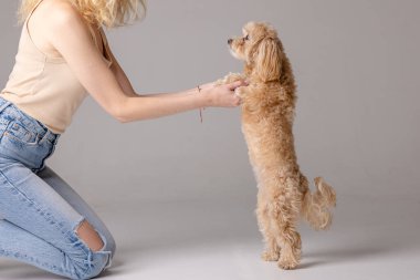 Bir kız bir Maltipoo yavrusunu kuru yiyecekle besler. Köpeğe bakmak, mutlu köpek konsepti.