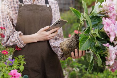 Akıllı telefon nakli yapan bahçıvan, baharda bahçe bakımı ve bitki sağlığı için dijital teknolojiyi kullanıyor.