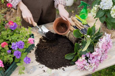 Eller ortancayı taze toprak, bahçe aletleri, çiçek bakımı ve bahar aylarında ekilen bir kaba naklediyor.