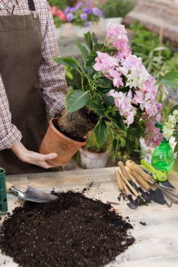 Eller, ortancayı toprak ve bahçe aletleriyle dolu bir kaba naklediyor. Bahar çiçeği bakımı ve bitki ekimi.