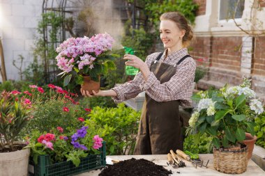 Gülümseyen kadın ortancaya bahçede su püskürtür, çiçeklerle ilgilenir, ilkbaharda bitki nakli ve sulama yapar.