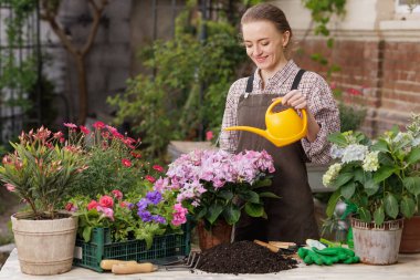 Sarı bidonlu kadın ortancaları, çiçek bakımını, bitki naklini ve baharda bahçe işlerini gösteriyor.