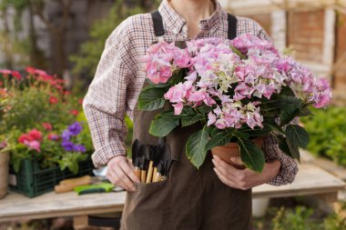 Bahçıvan, çiçek nakli, bitki bakımı ve baharda bahçıvanlık yaptıktan sonra aprondaki aletlerle ortancayı saksıda tutuyor.