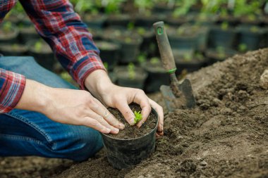 Bahçıvan ellerinin kapanışı, çömleğe tohum ekmesi, bahçeye toprak ekilmesi, baharın baharı bakımı ve büyüme kavramı.
