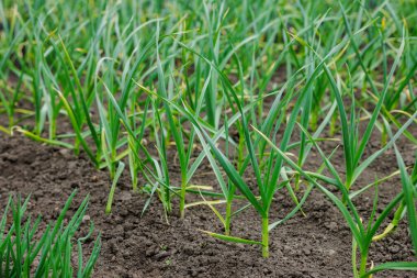 Baharda sebze tarlasında yetişen soğan sıraları organik tarım ve sürdürülebilir tarım.