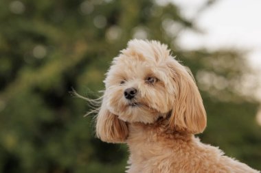 Yumuşak ışıkta oturan tüylü, sevimli, küçük bir köpeğin portresi, sakin ve dost canlısı, hayvan severler için mükemmel..