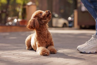 Kaniş köpeği kaldırımda uzanıyor. Sahibine bakıyor. Hayvanlara sevgi ve bağlılık konsepti eğitimi veriyor.