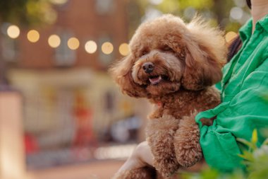 Neşeli kaniş köpeği sahiplerine yakın duruyor. Şehir dışında kolları açık, hayvanlara sevgi gösteriyor. Mutlu evcil hayvan ve şehir yaşam tarzı kavramı. 