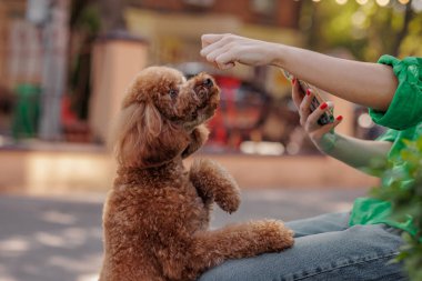Dikkatli kaniş öğrenme komutu açık hava yürüyüşü sırasında ödül ile sahibinden pozitif köpek eğitimi ve hayvan yaşam tarzı konsepti için sevgi