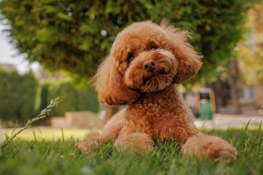 Parktaki yeşil çimlerde dinlenen sevimli kaniş, gösterişli hayvan sevgisi, açık hava yaşam tarzı, ve mutlu hayvan arkadaşlığı.