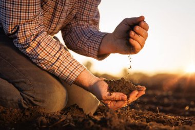 Çiftçi gün batımında toprak dokusunu ve gün ışığını gösteren tarlalarda diz çökerken toprak kalitesini elleriyle inceliyor.