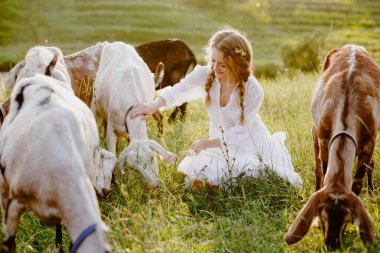 Çayırda otlayan keçilerin arasında gülümseyen çiftçi keçi sütü peyniri organik süt, kırsal yaşam tarzı ve tarım turizmi hikayeleri için mükemmel.