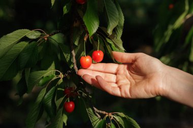 Kapalı el, güneşli bir günde çiftçilik reklamları tarifleri ve mevsimlik pazarlama için ideal bir daldan çift kiraz seçiyor..
