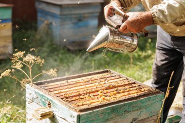 Arı yetiştiricisi arıları bal hasadı sırasında arı kovanının üstünde açık bir kovanla sakinleştirir.