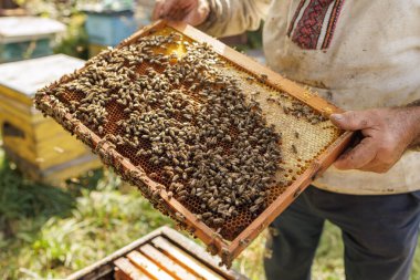 Arıcı, bal hasatı sırasında arı ve bal peteği ile kaplı ahşap bir çerçeveyi inceler.