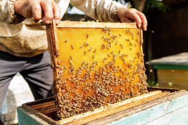 Kırsal bir arıda bal hasadı sırasında arılar ve taze tarakla kaplı bir kovan çerçevesini eller kaldırır..