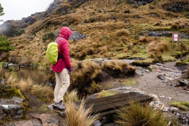 Soğuk yağmurlu bir günde, Ekvador 'un dağlık bölgelerindeki Cajas Ulusal Parkı' nda tahta köprüden geçen cesur yalnız bir kadın yürüyüşçü.