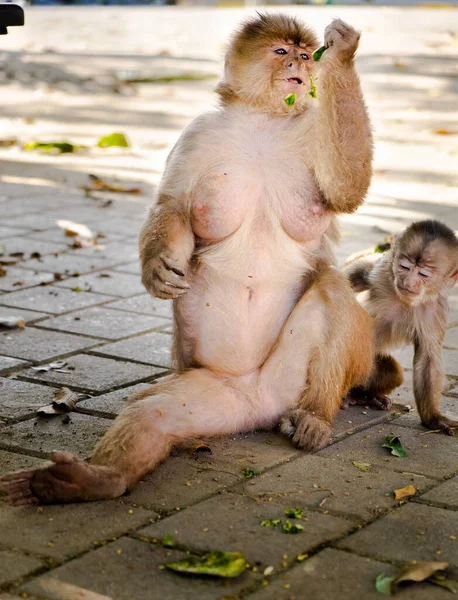 一位母亲带着她的小猴子在街上吃树叶 — 图库照片