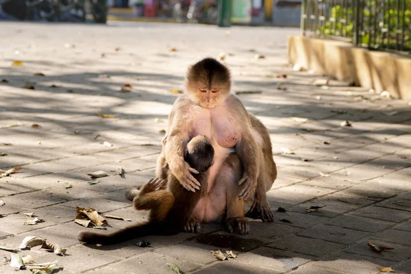 ストリートでそれを母乳で見ている間 母猿は彼女の赤ちゃん猿を見て — ストック写真