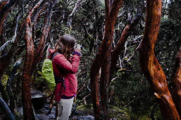 stock image A female photographer taking a picture in a paper tree forest endemic to the mid- and high-elevation regions of the tropical Andes. Cajas National Park, Cuenca, province of Azuay, highlands of Ecuador.