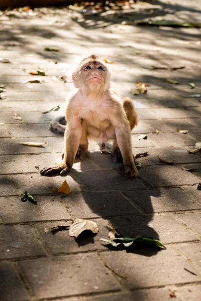 エクアドルの通りを見上げたとても表情豊かなカプチン猿 — ストック写真