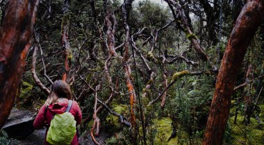 Tropikal And Dağları 'nın orta ve yüksek rakımlı bölgelerine özgü kağıt ağaç ormanlarında yürüyüş yapan bir kadın. Cajas Ulusal Parkı, Cuenca, Azuay ili, Ekvador dağlık bölgeleri.