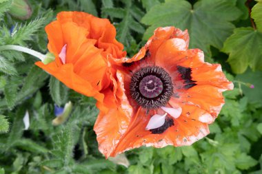 İskoçya, Edinburgh 'daki Dr Neil' in bahçesinden yeşil yapraklı güzel, büyük ve egzotik bir turuncu çiçek. Bokeh 'le yakın plan fotoğraf. Bahar geldi. Çiçeklerin ve çiçeklerin içine bak..