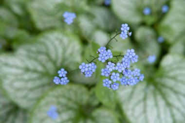 İskoçya, Edinburgh 'daki Dr Neil' in bahçesinden yeşil yapraklı bir sürü güzel, küçük ve zarif mavi çiçek. Bokeh 'le yakın plan fotoğraf. Bahar mevsimi.